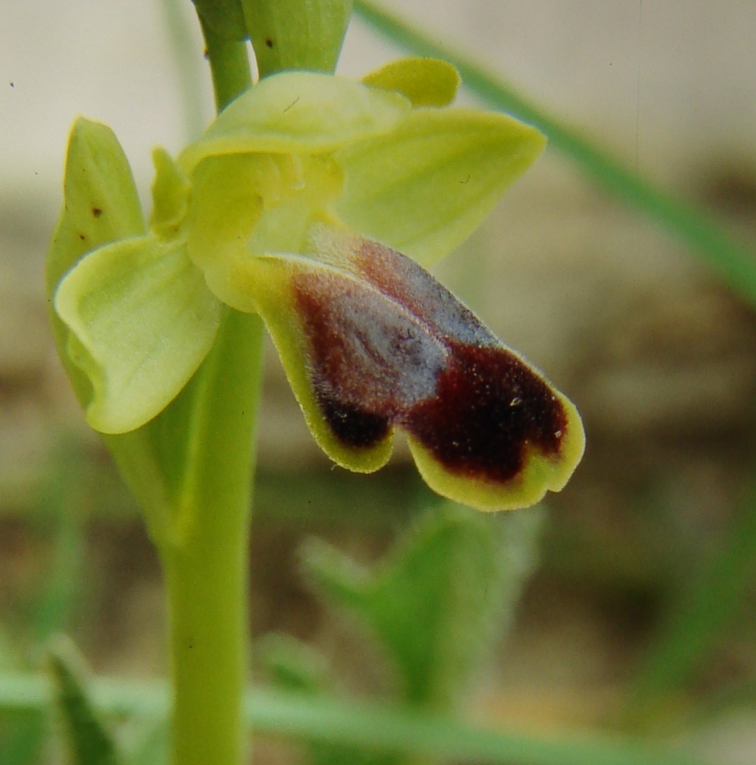 Ophrys hespera?